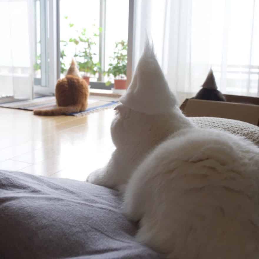 кот в белой шляпе