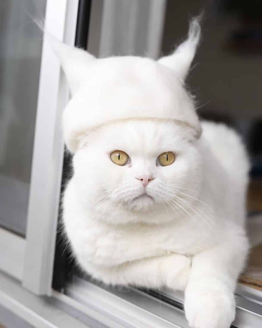кот в белой шляпе