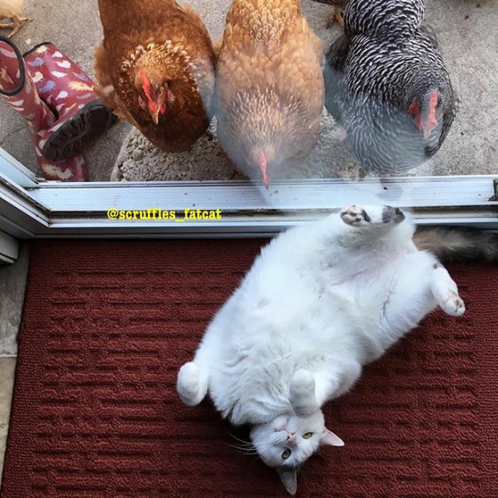 кот и его поклонницы