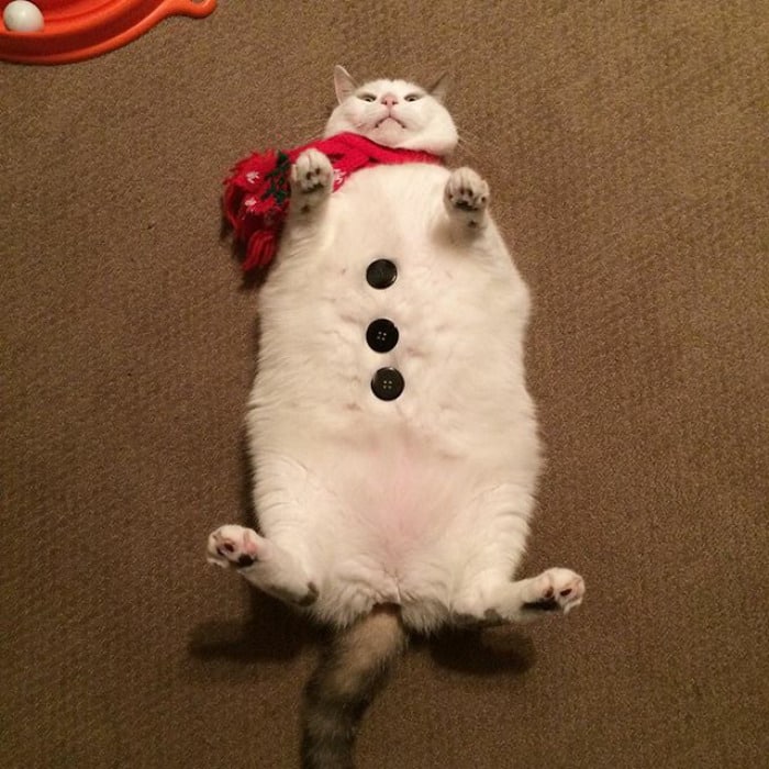 кот как снеговик