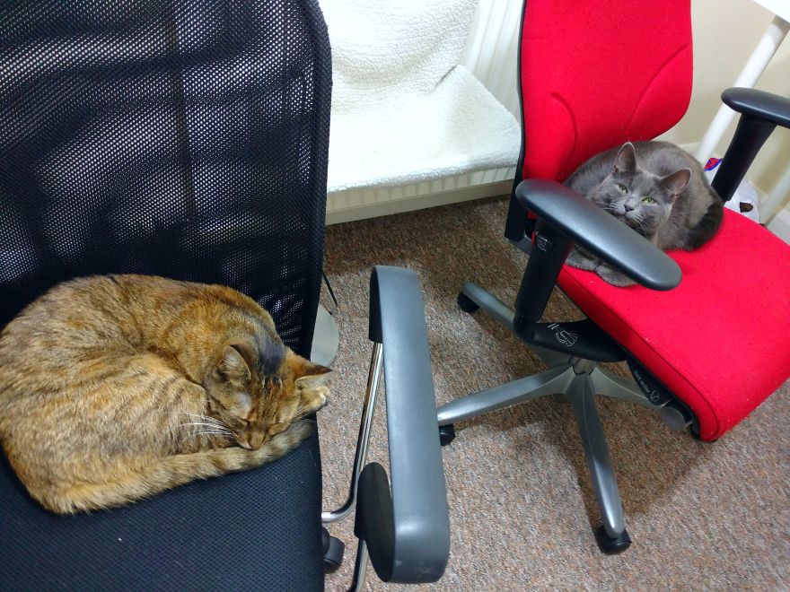 коты спят в креслах
