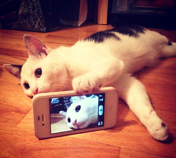 Кот играет с телефоном