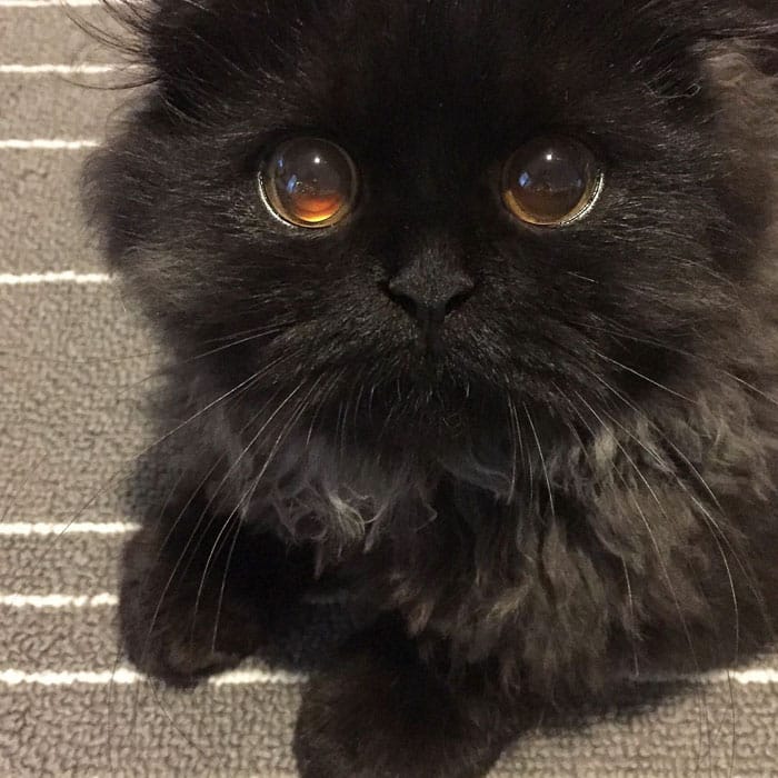черный котик смотрит обиженными глазками