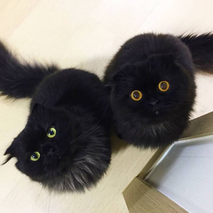 Гимо и черный кот смотрят вверх