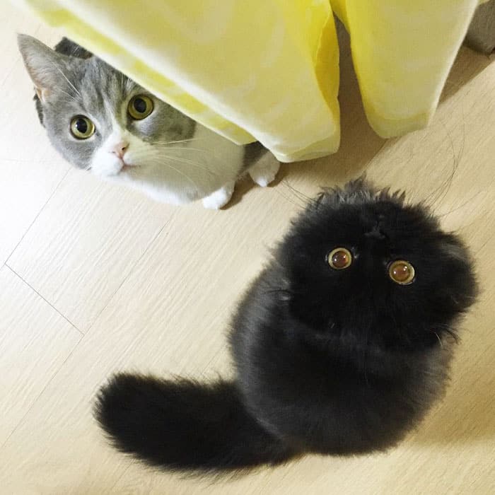 Гимо играл в прятки со своим товарищем-котом