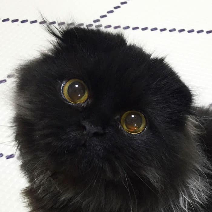 милая мордочка черного кота