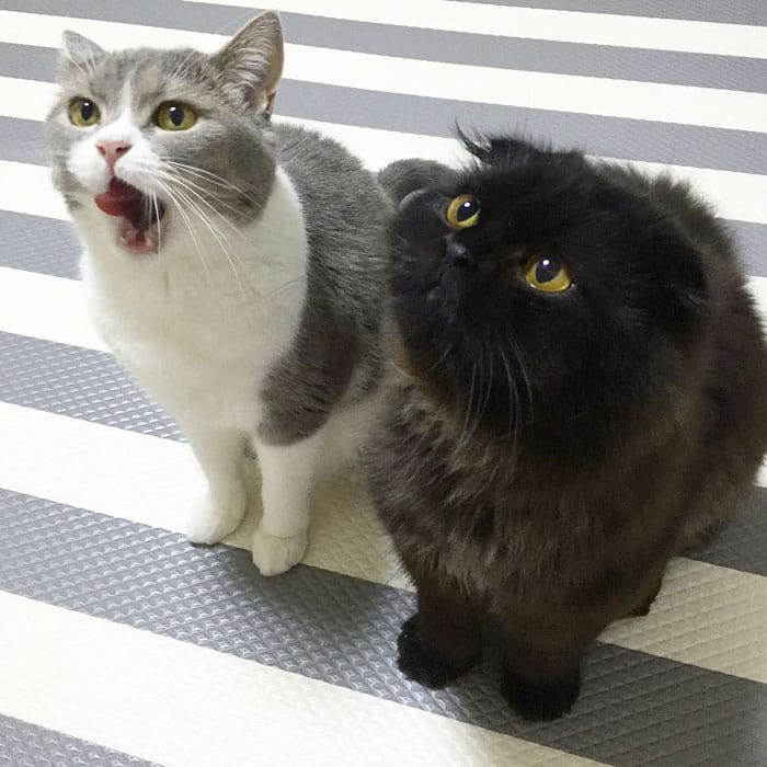 серый с белым и черный коты смотрят вверх