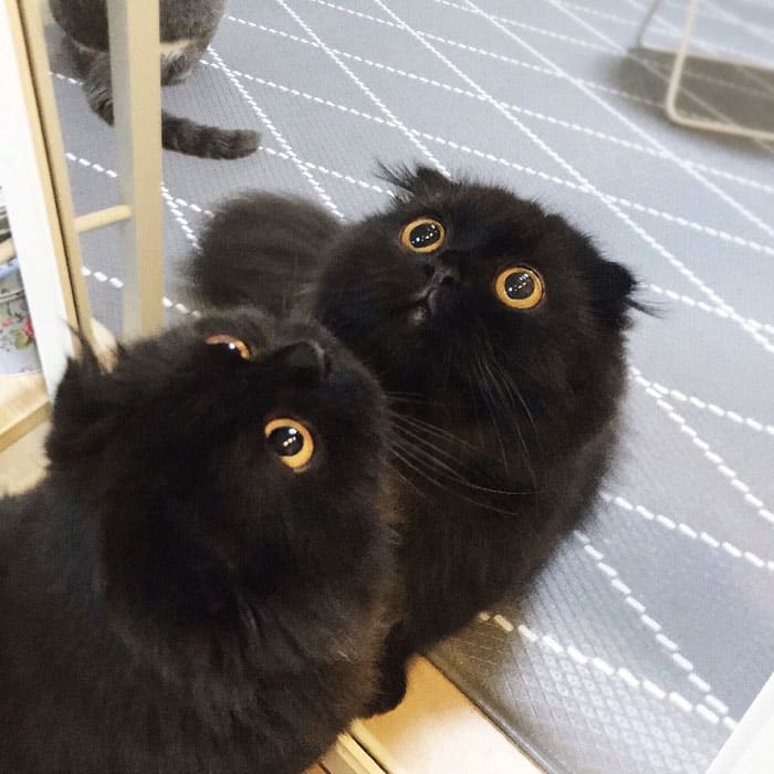 черный котик и его отражение