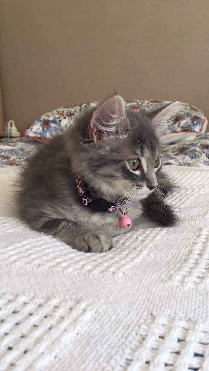 серый кот на диване 