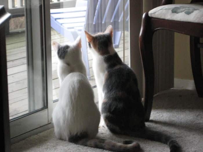 два кота возле окна