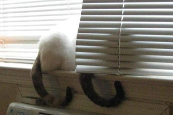 коты на окне