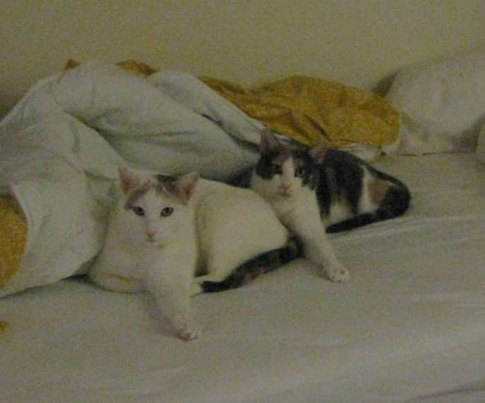 два кота на диване