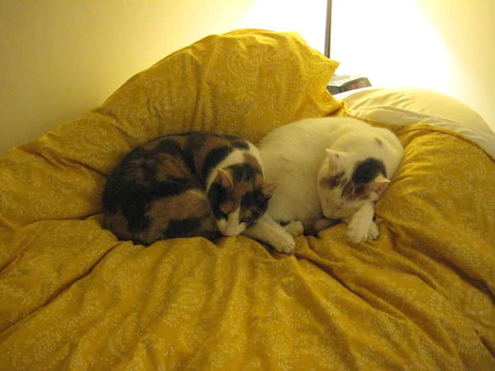 два кота на кровати