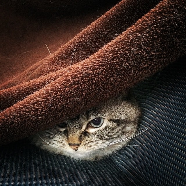 кот вампир под одеялом