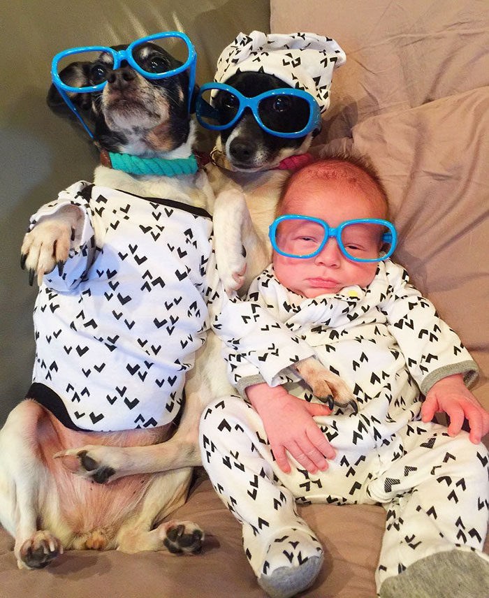 Псы и младенец в очках
