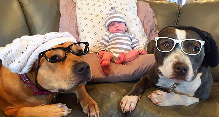 Младенец и собаки