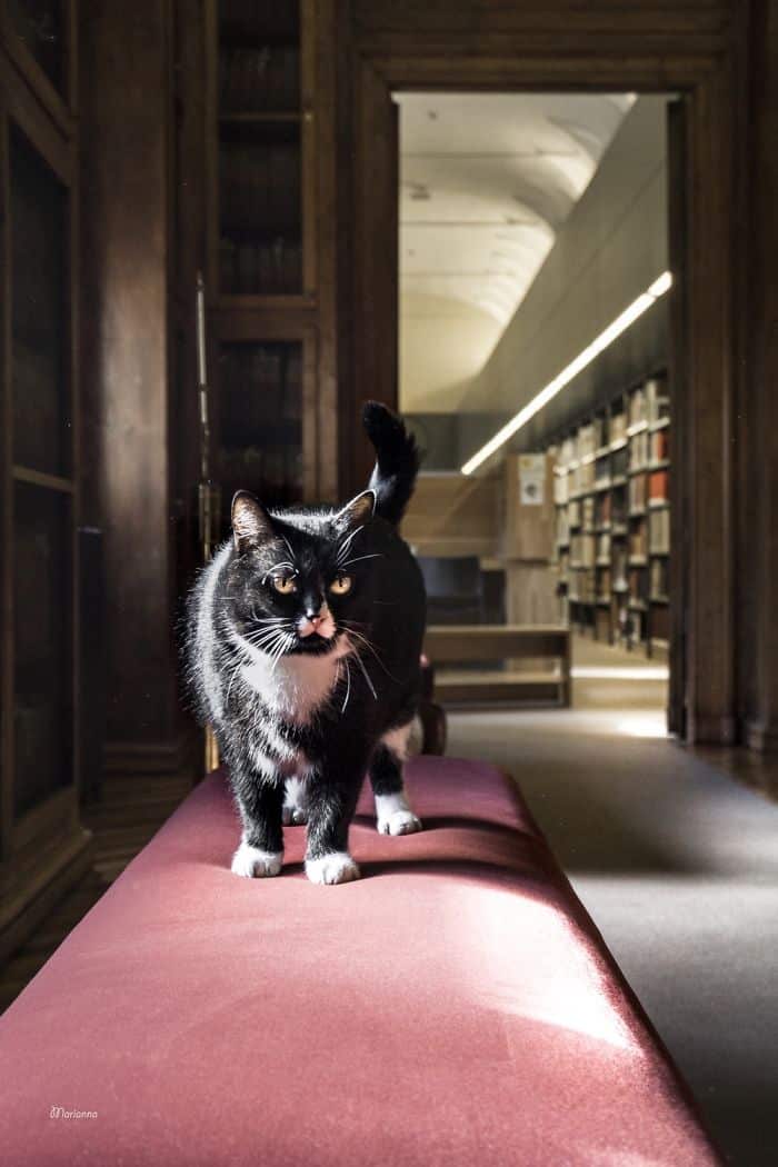Кот на скамейке в библиотеке