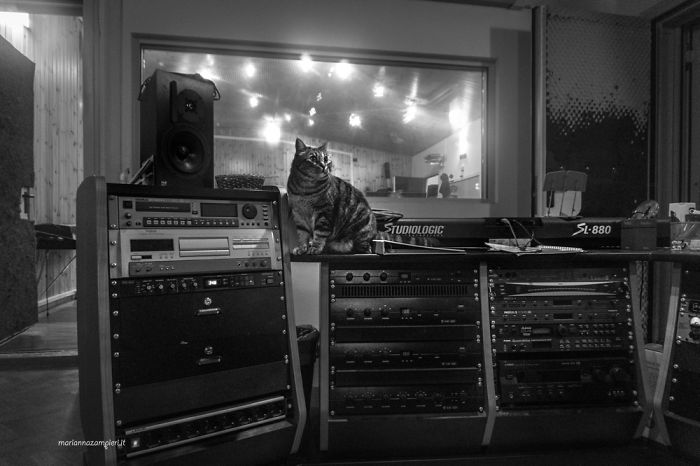 Кот на столе в студии звукозаписи