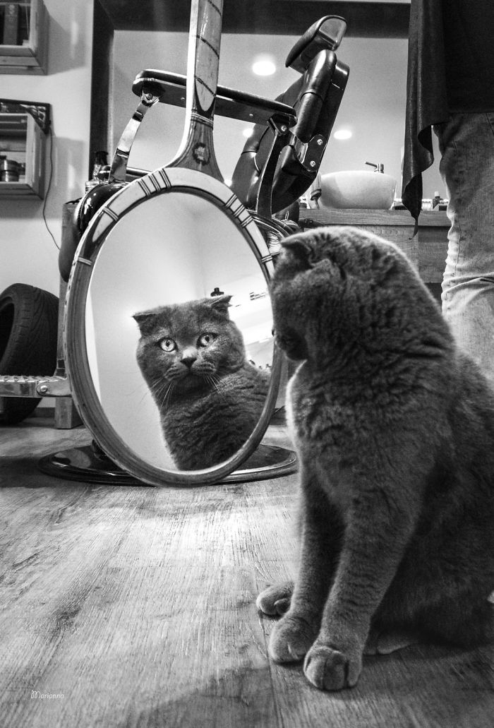 кот у зеркала