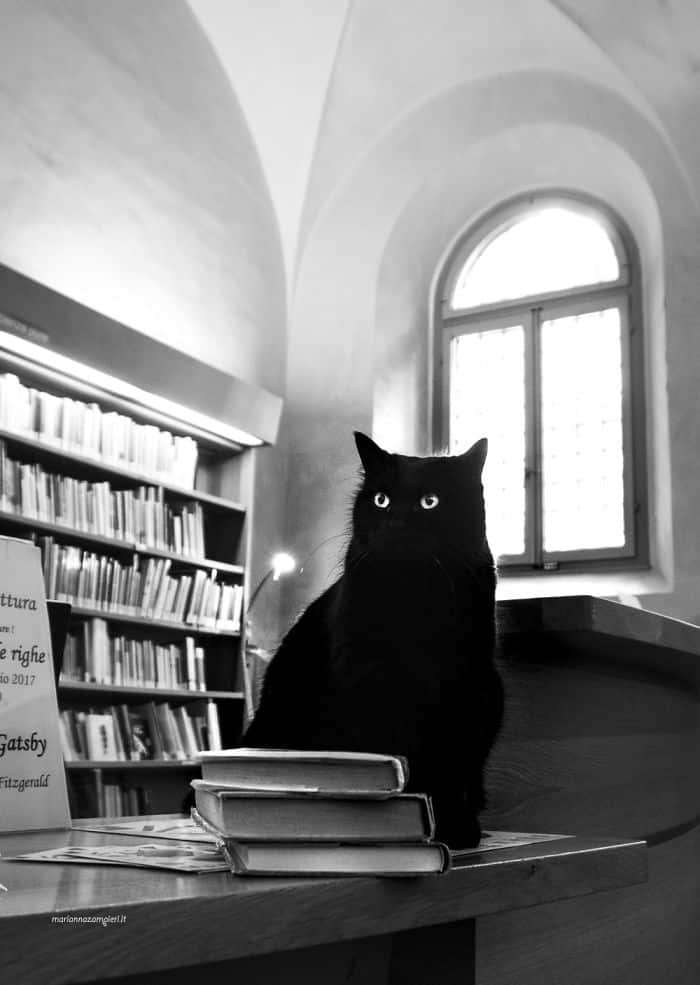 Кот в библиотеке 