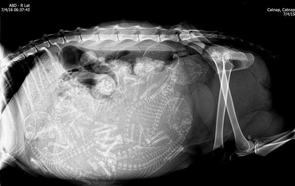 беременная кошка под ренгеном