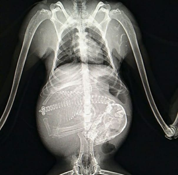 беременная летучая мышь под ренгеном