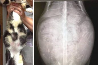 беременная кошкапод ренгеном