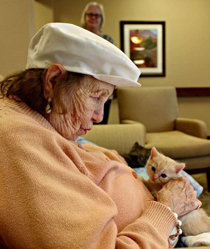 кот на руках у бабушки
