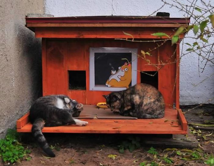 Первый кошачий дом