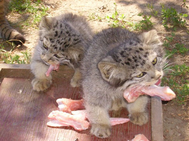 котята едят мясо