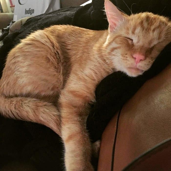 Бенбен счастливый спит на кресле