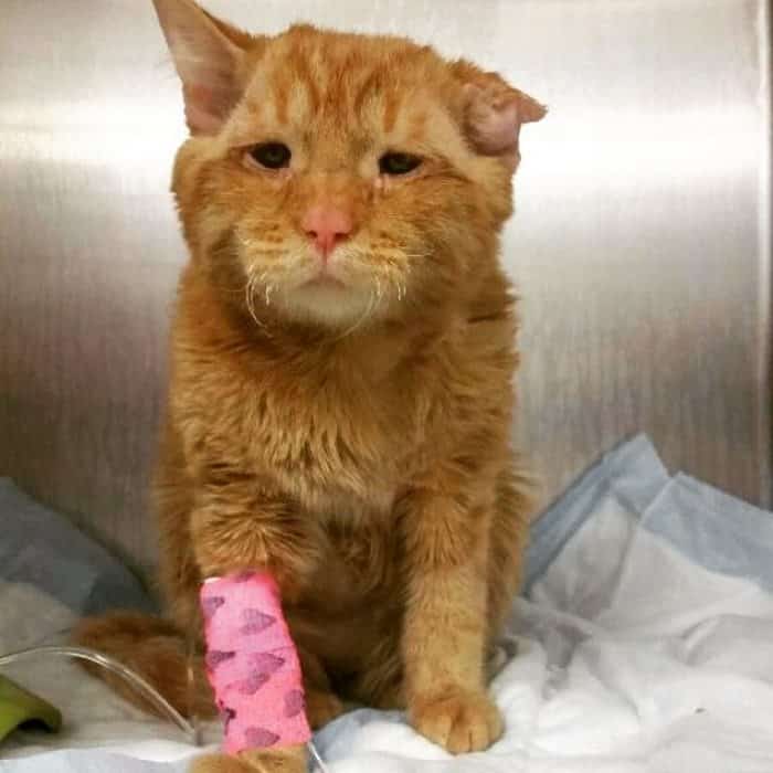 самый грустный кот после операции