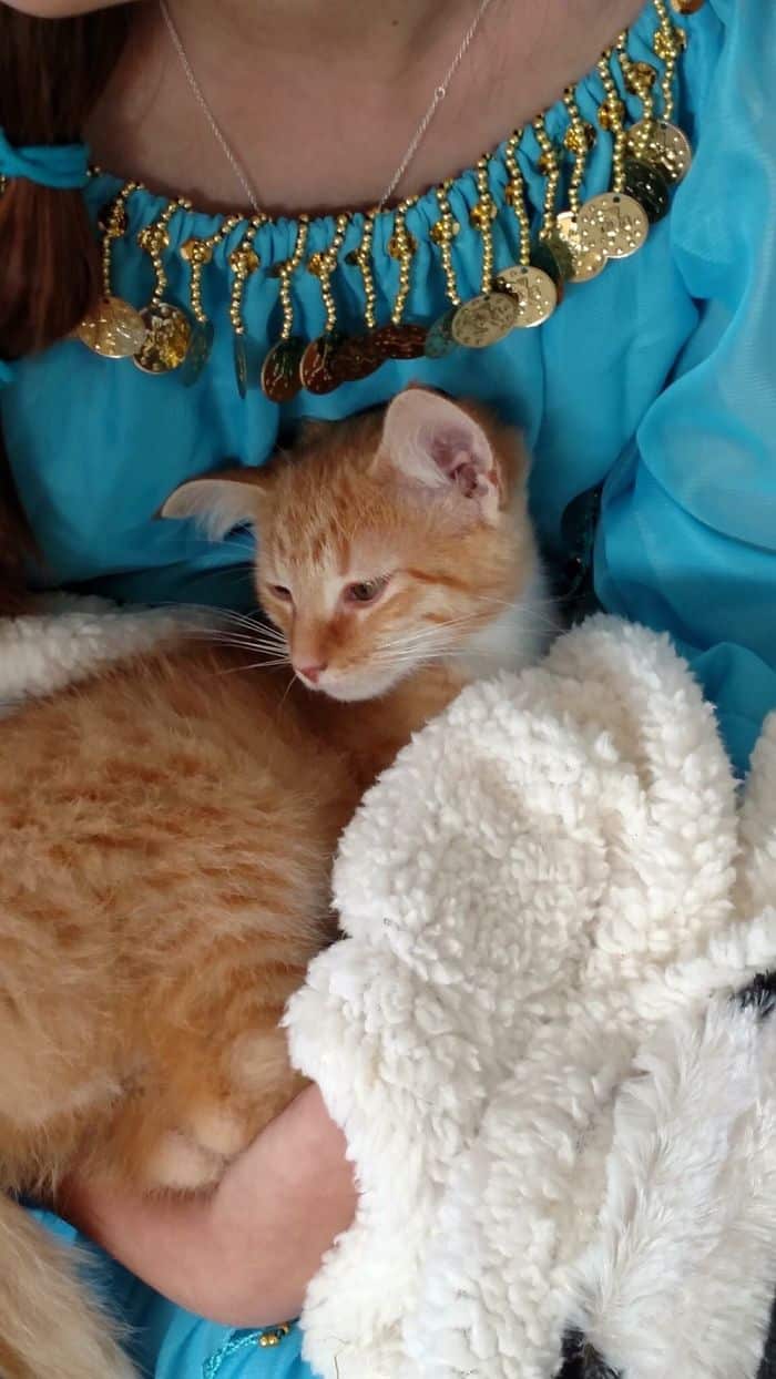 кот возле одеяла