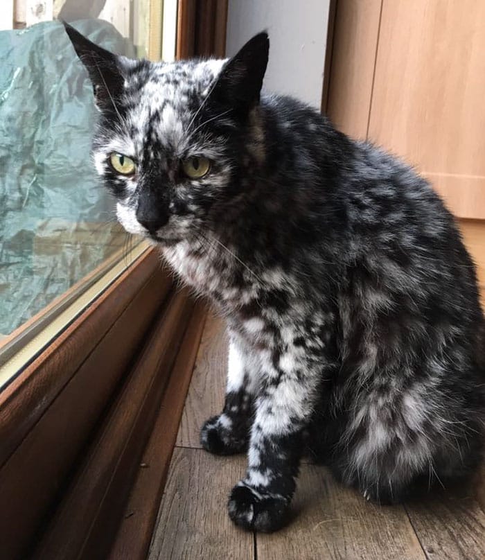 мраморный кот смотрит в окно
