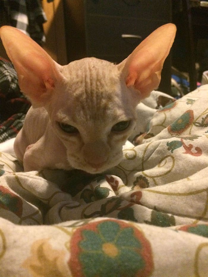 сиамский кот на одеяле