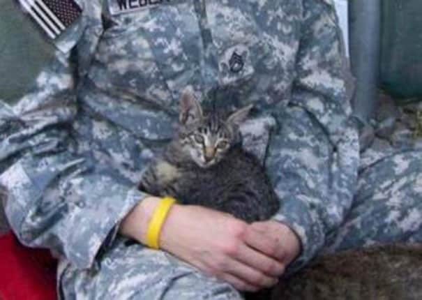 кот на руках у солдата