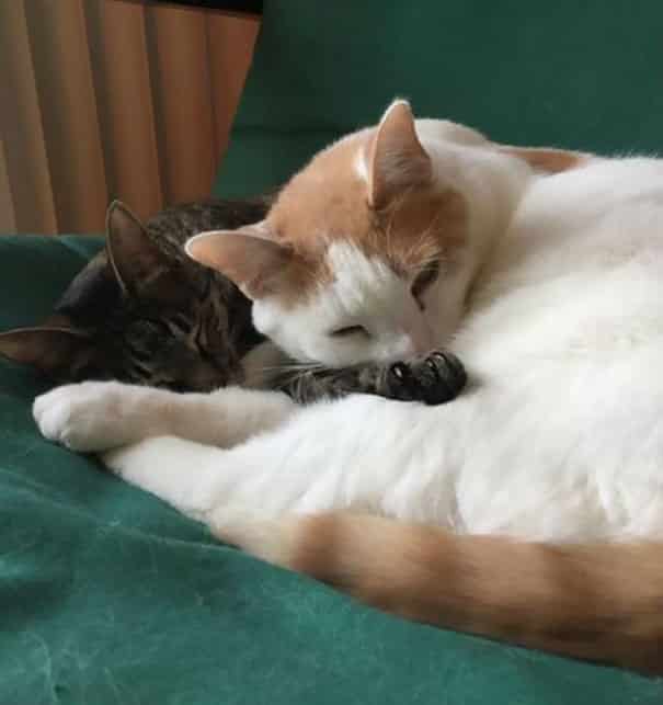 два кота лежат вместе