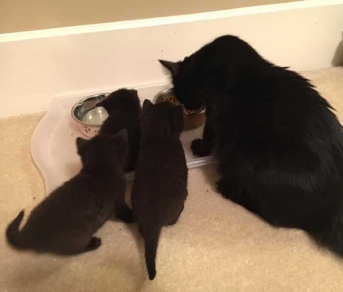Кошка с котятами едят