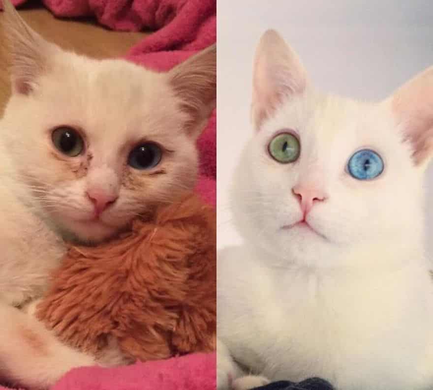 котик с разными глазами