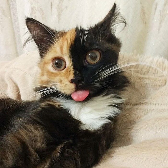 Кошка Яна показывает язык