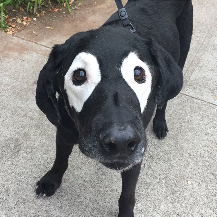 Собака с белыми ободками вокруг глаз
