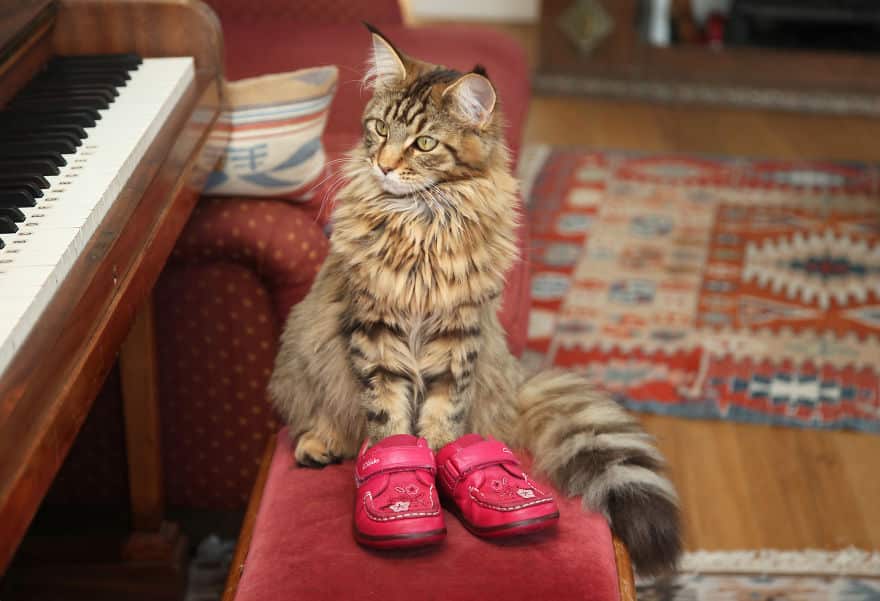 кошка в детской обуви