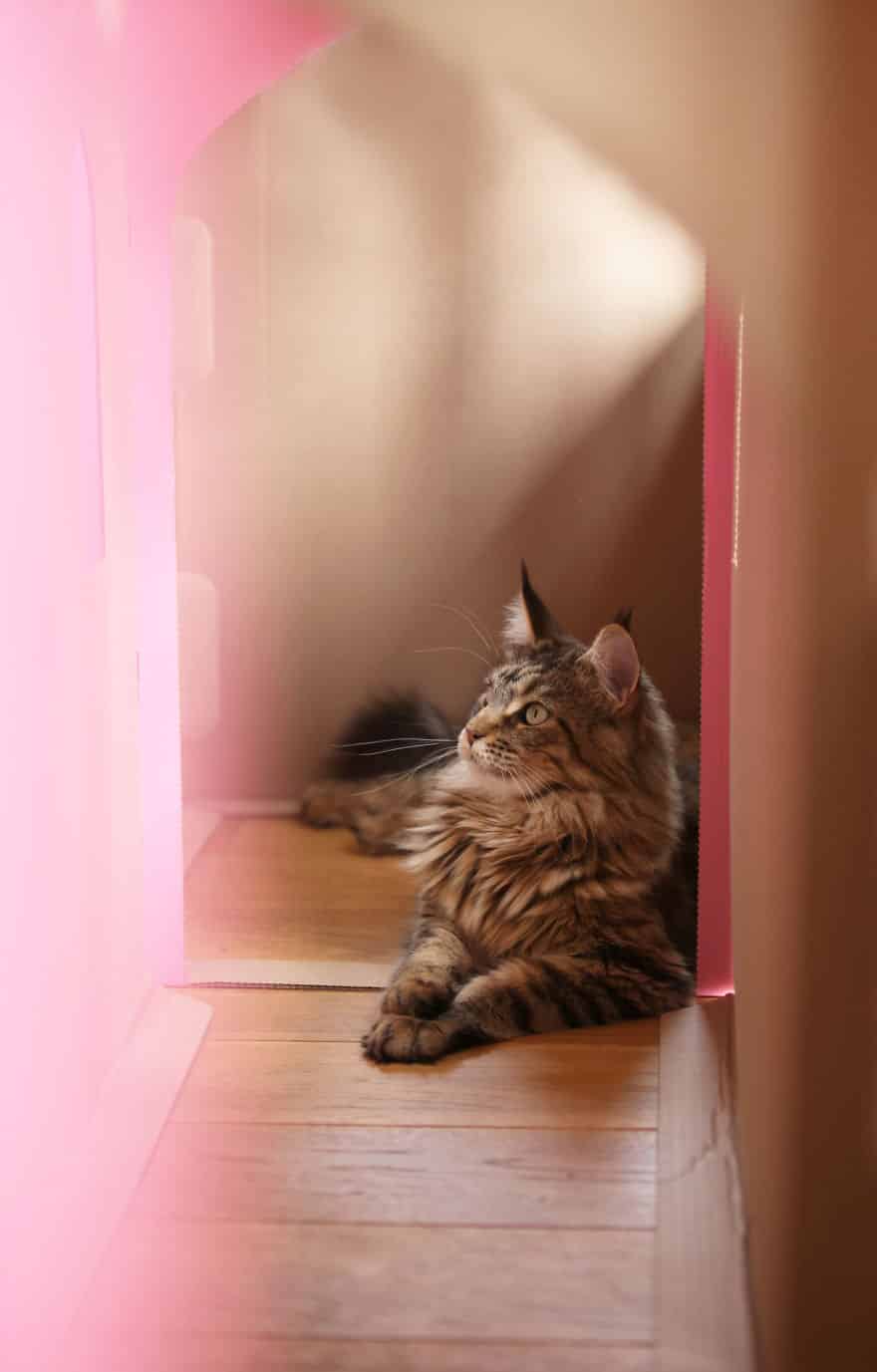 кошка в розовом коридоре