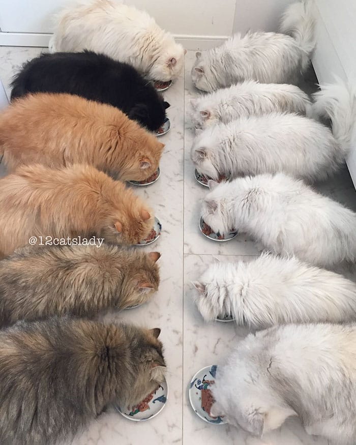 все 12 кошек кушают