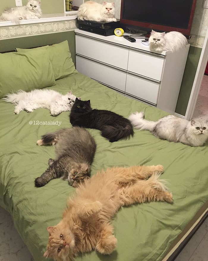 кошки лежат на диване