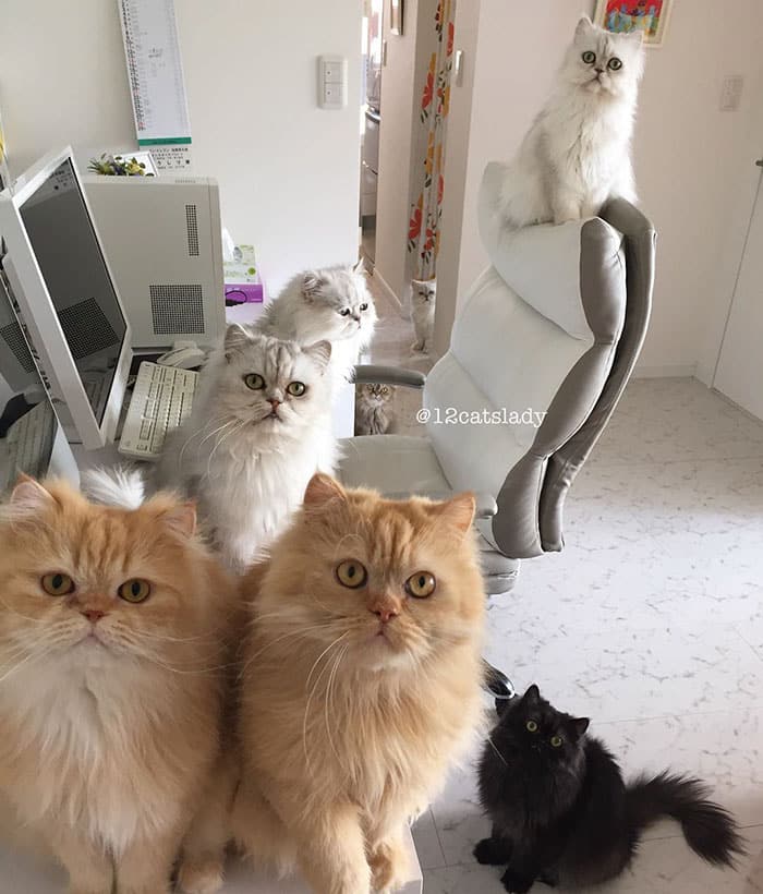 5 кошек сидят около компьютера