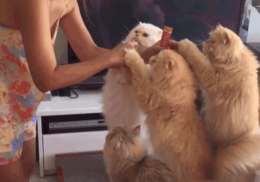 кошки кушают дружно из рук