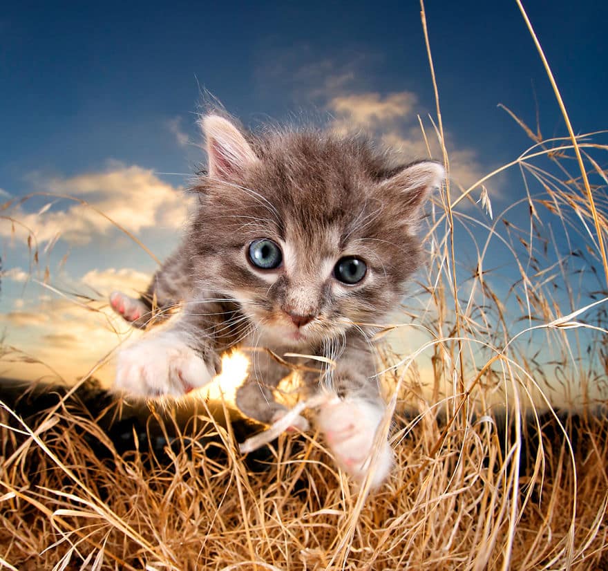 кот у травы