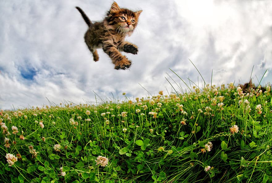 кот над травой