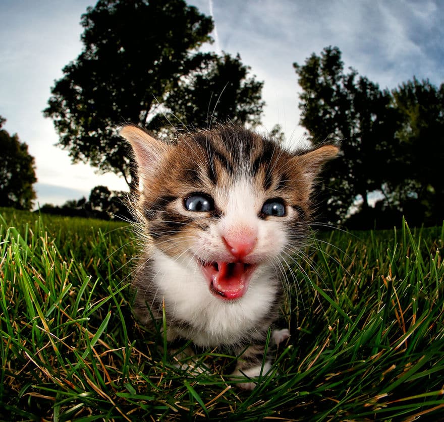 кот в треве